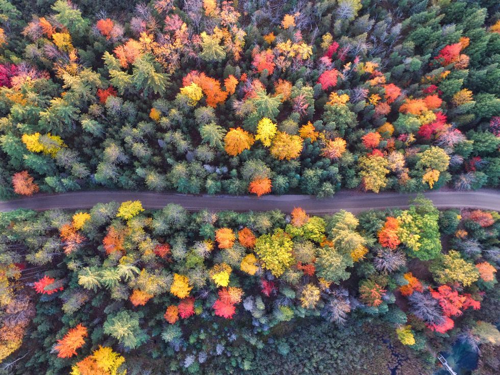 an aerial photo of colorful trees