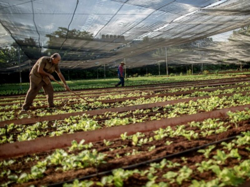 An agricultural project in Cuba