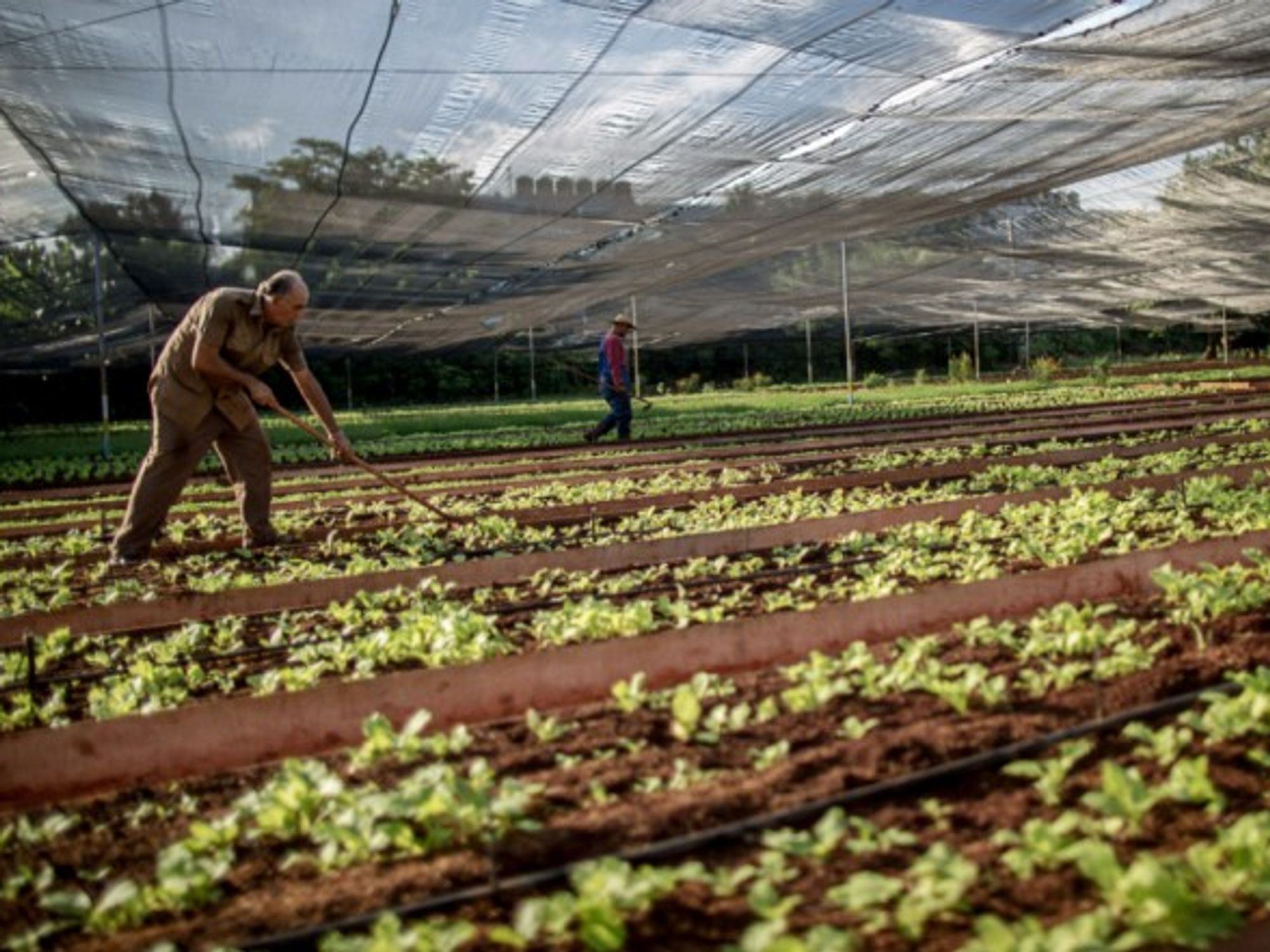 An agricultural project in Cuba