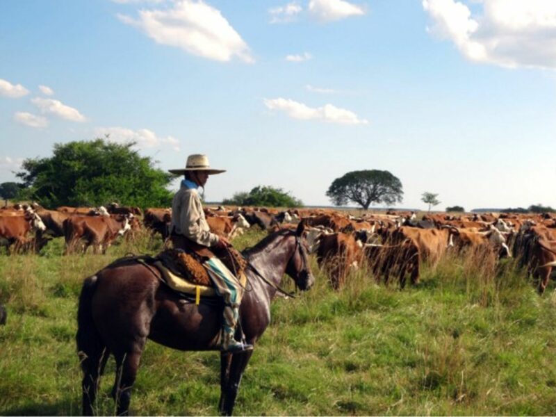 An Argentinean cattle farmer