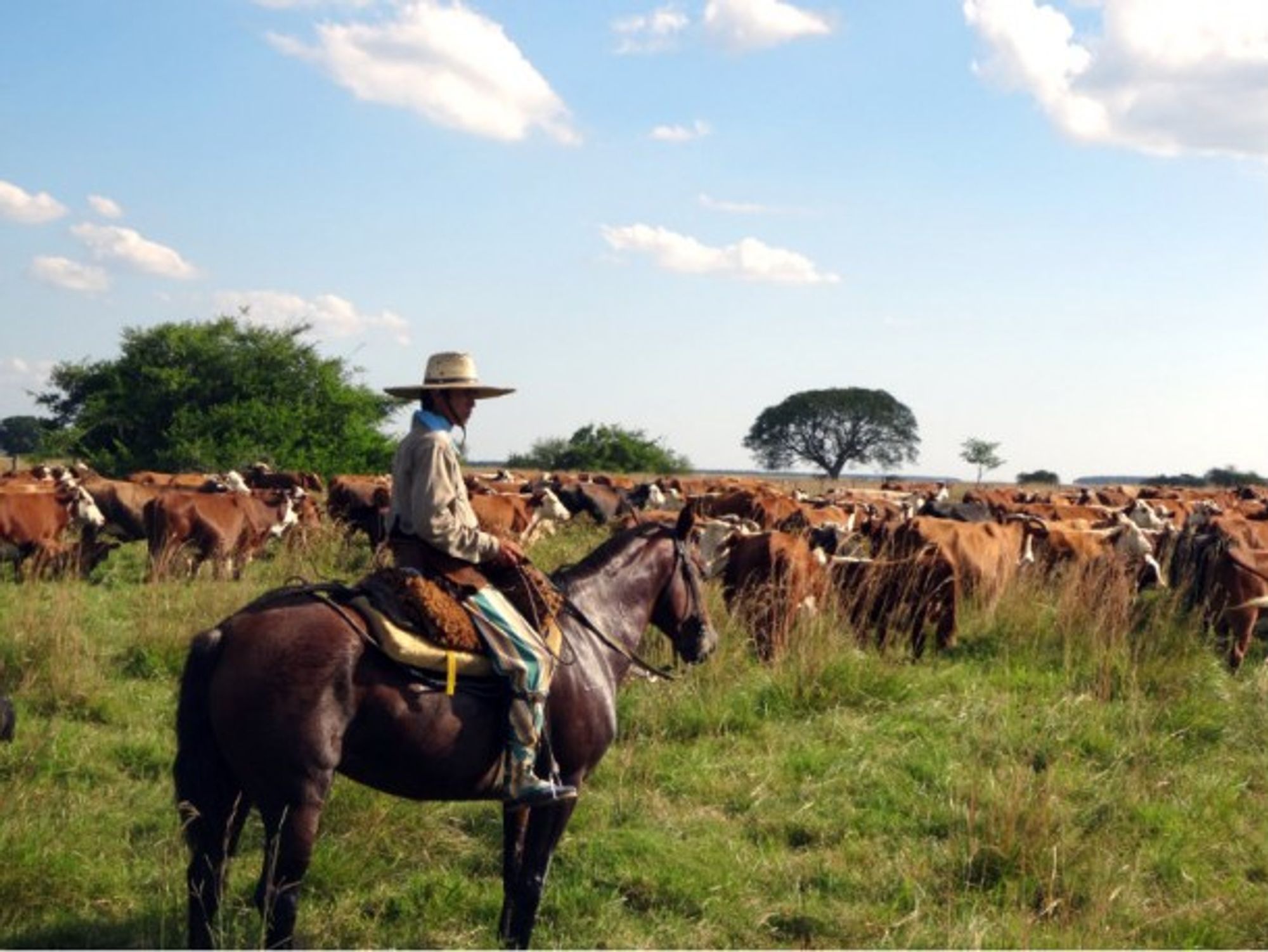 An Argentinean cattle farmer