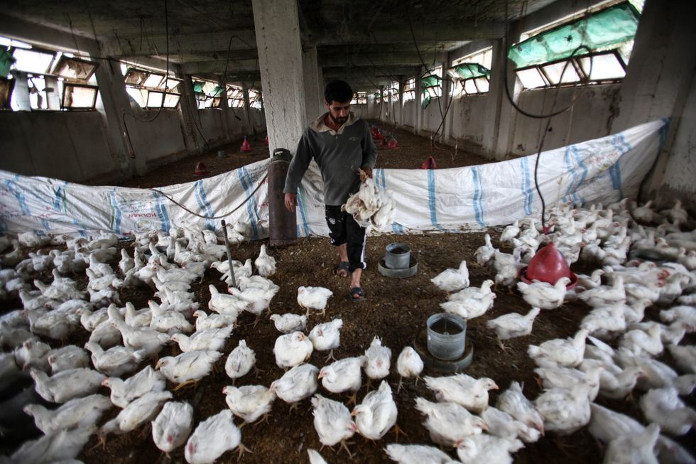 An Egyptian worker walks among chicken in a chicken farm in Sombokht village.