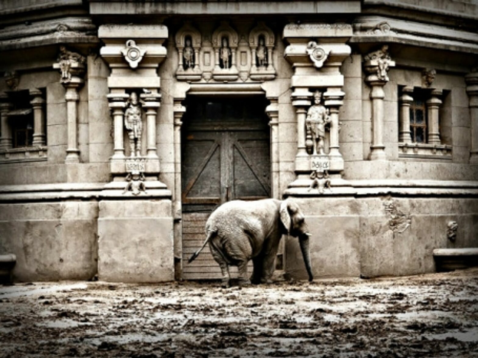 An elephant at the Buenos Aires Zoo