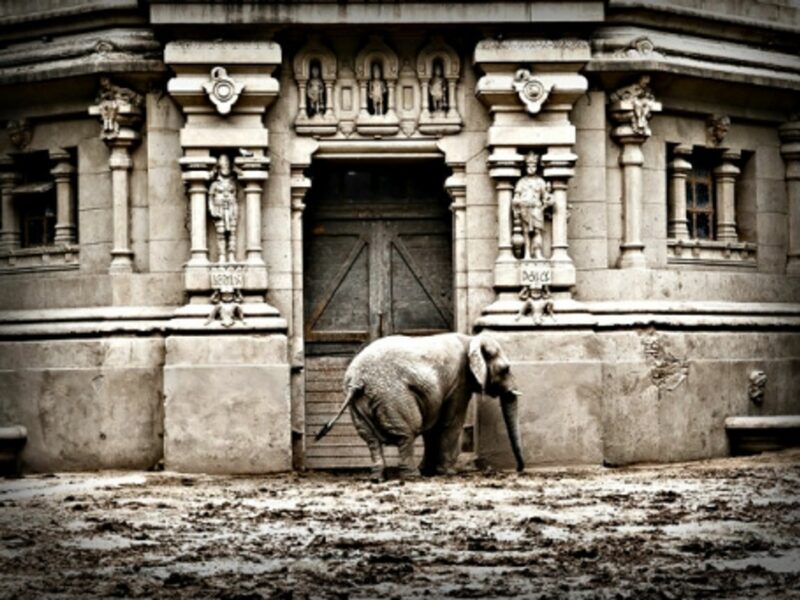 An elephant at the Buenos Aires Zoo