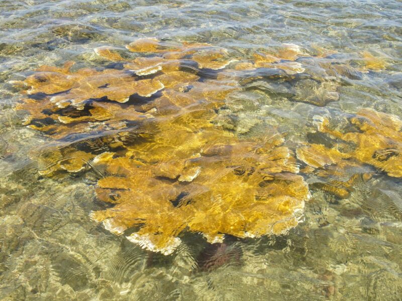 An elkhorn coral close to shore at El Eco, Vega Baja, Puerto Rico.