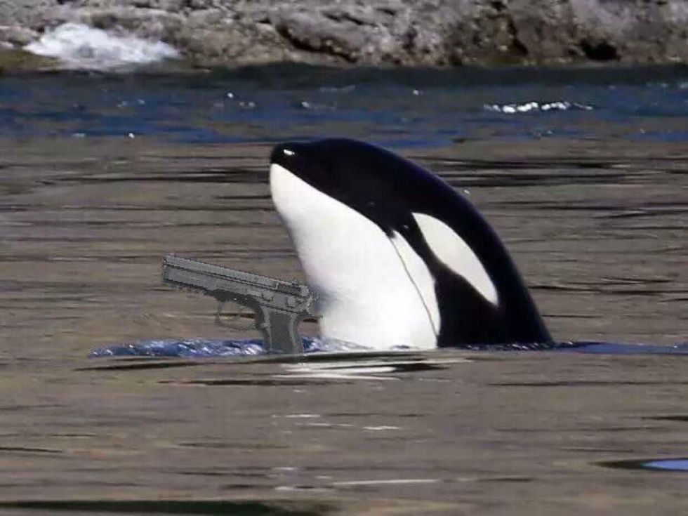 An image of an orca emerging from the water, as if it was holding a photoshopped gun