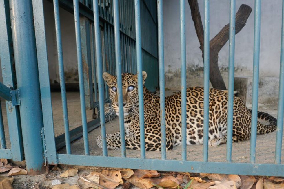 An Indian leopard is caged in what conservationists call inadequate conditions at Jamunkhadi Community Forest.