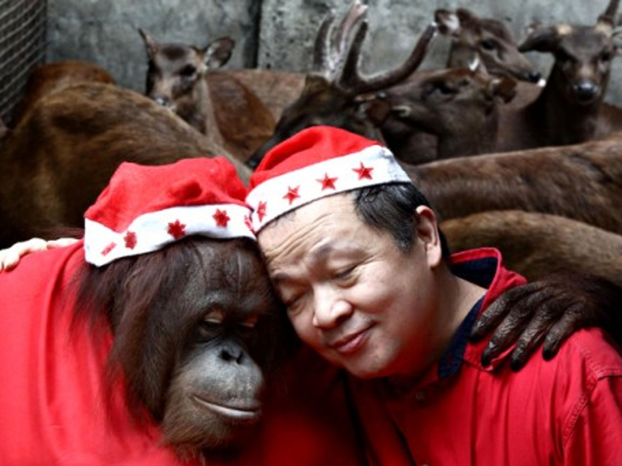 An orangutan hugs its caretaker at a Christmas party in a zoo in Malabon, Philippines