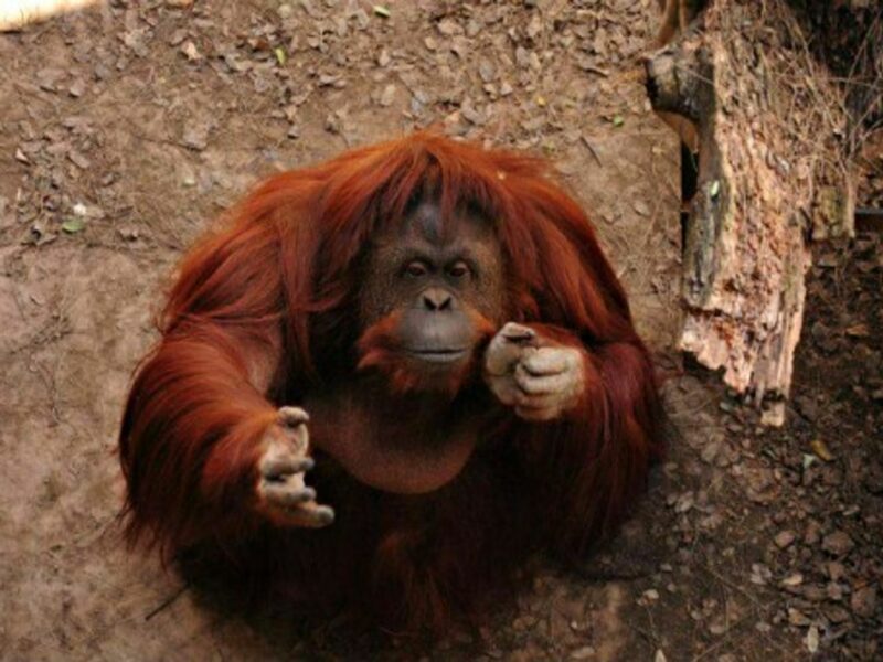 Animal Rights Group Files 'Habeas Corpus' Petition To Free Orangutan From Zoo