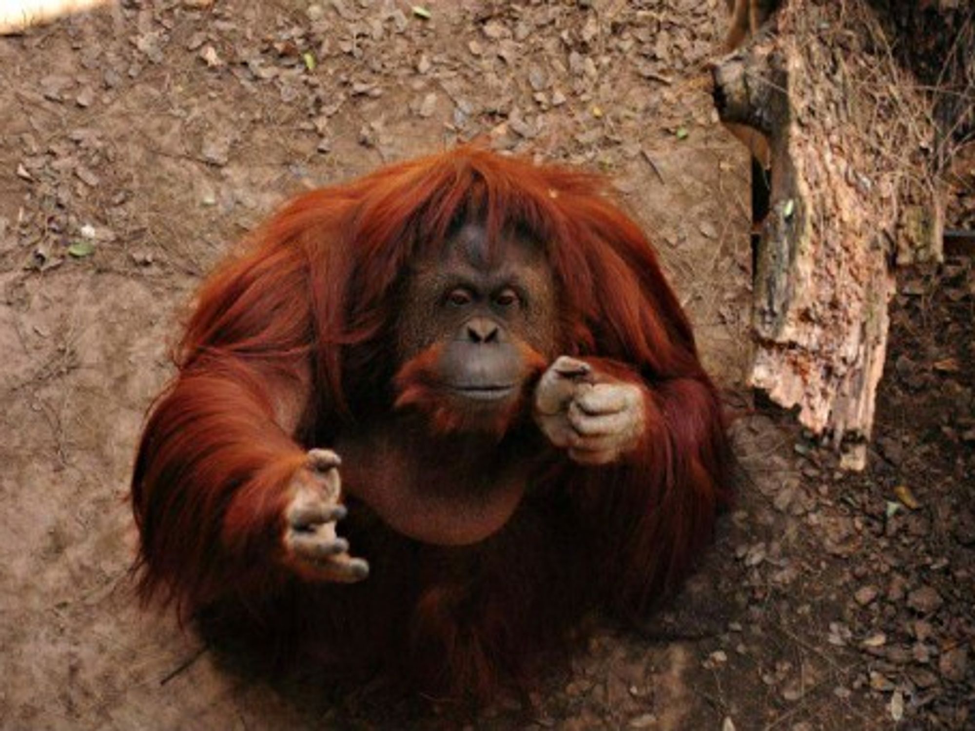 Animal Rights Group Files 'Habeas Corpus' Petition To Free Orangutan From Zoo