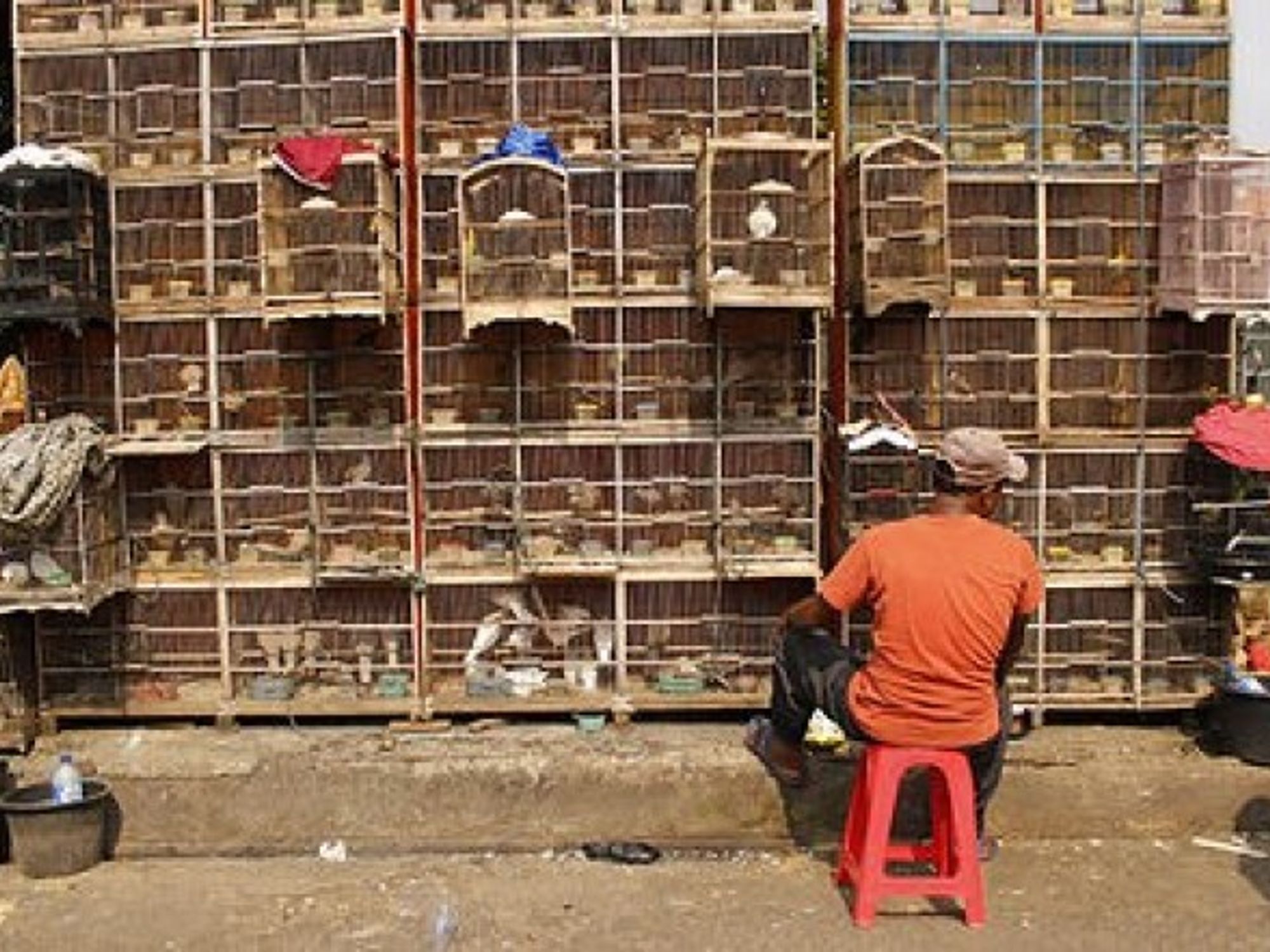 Animals for sale at a bird market in Jakarta