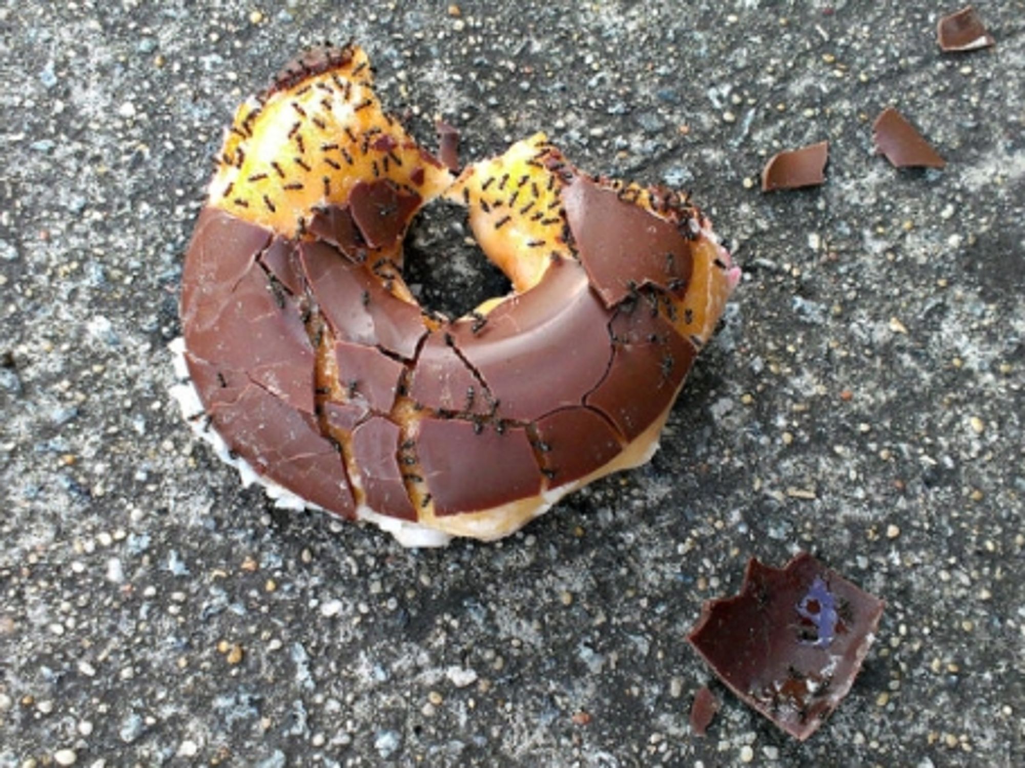 Ants on a doughnut.