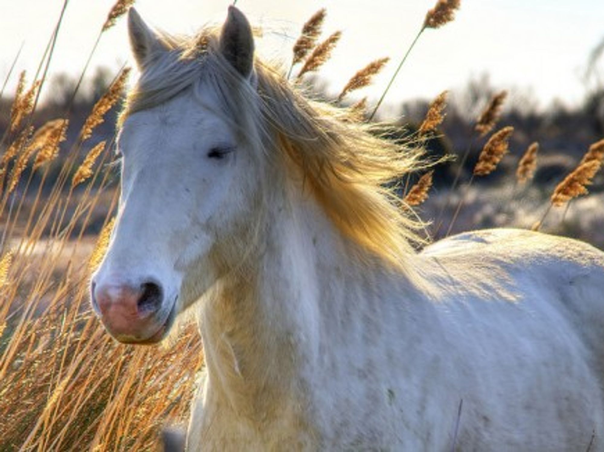 Are horses the key to good management skills?