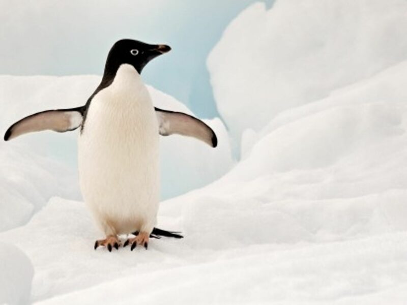 Are Penguins Super-Birds, Immune To Avian Flu?