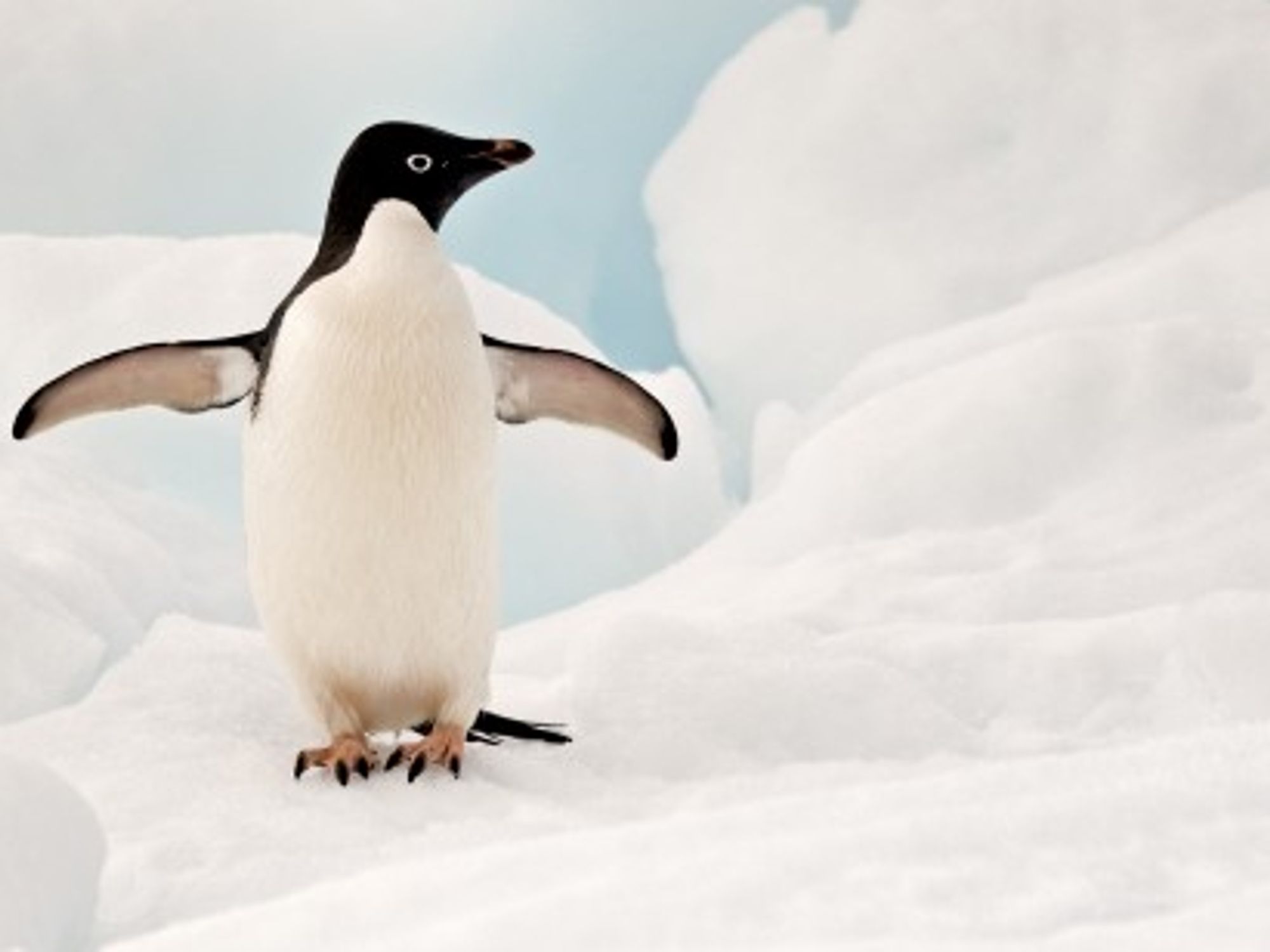 Are Penguins Super-Birds, Immune To Avian Flu?