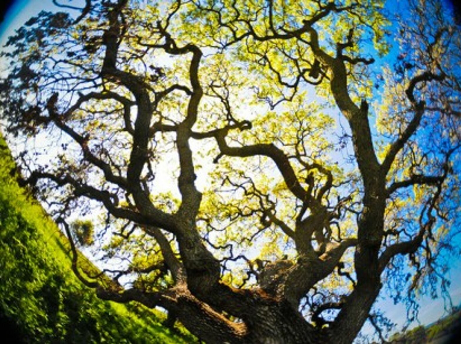 Are you feeling Oakay today?
