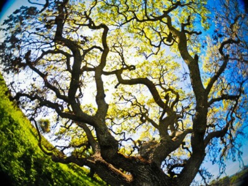 Are you feeling Oakay today?