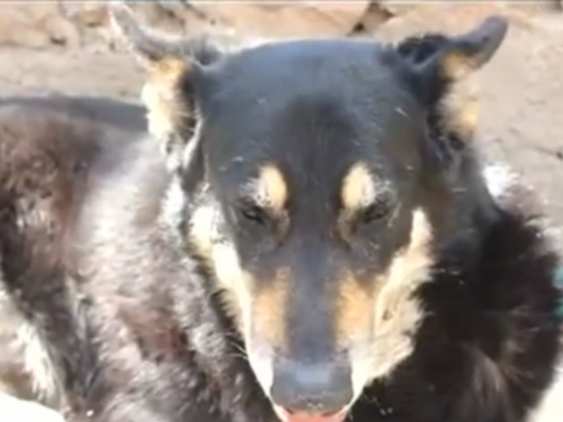 Argentina's Most Faithful Dog Still By Owner's Grave