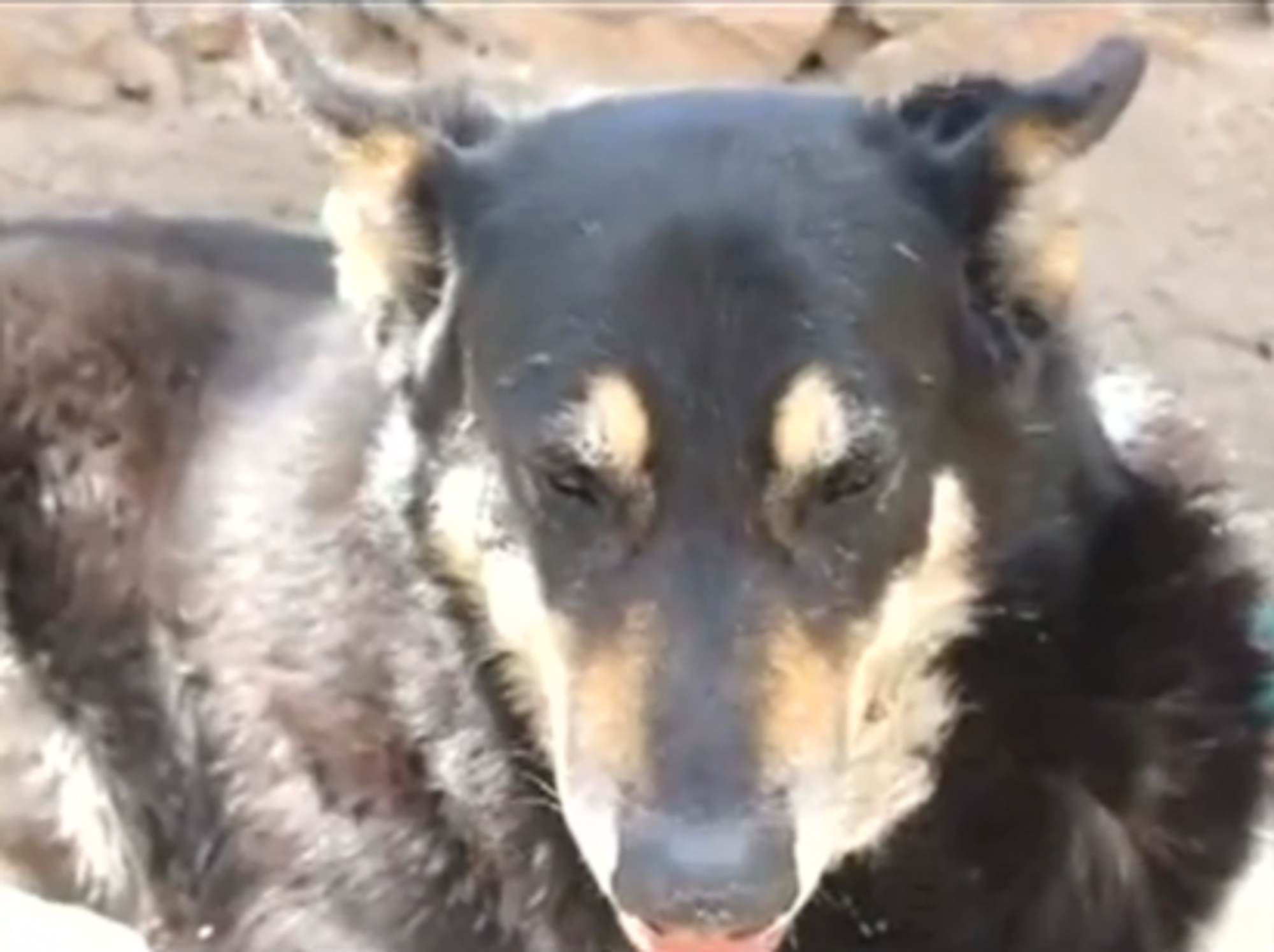 Argentina's Most Faithful Dog Still By Owner's Grave