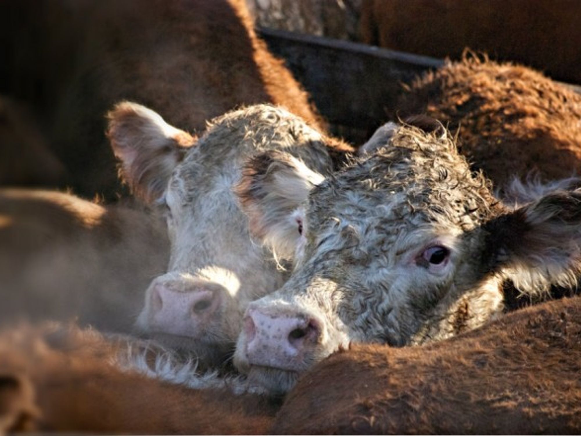 Argentine cattle
