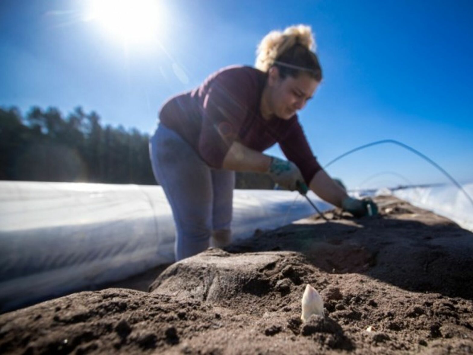 Asparagus harvest begins in Northern Germany