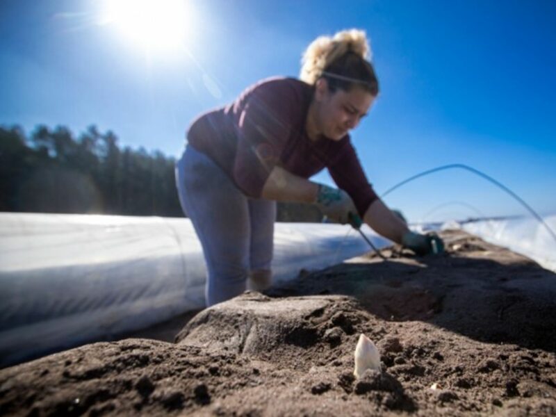 Asparagus harvest begins in Northern Germany