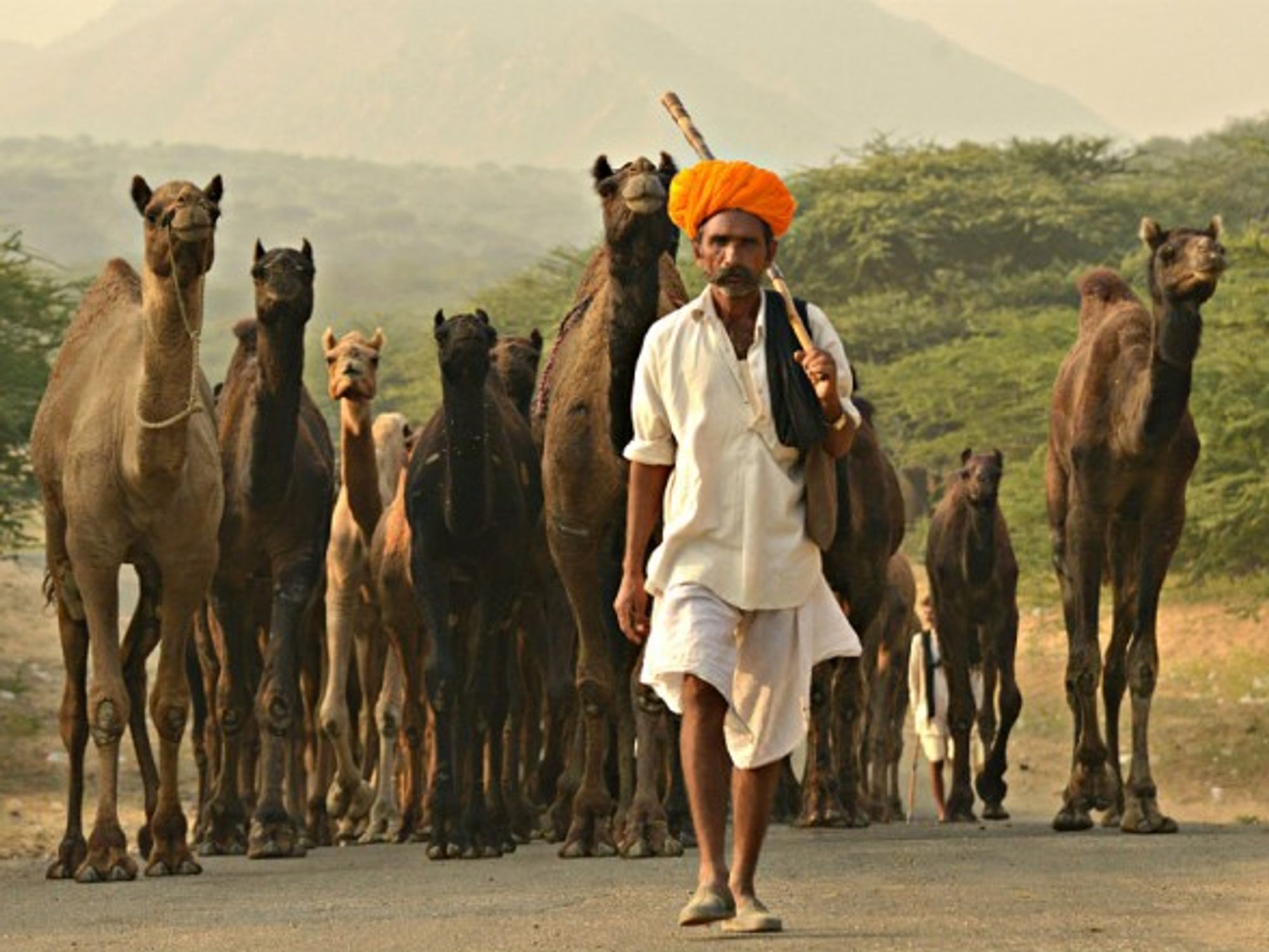 At India's Pushkar camel fair