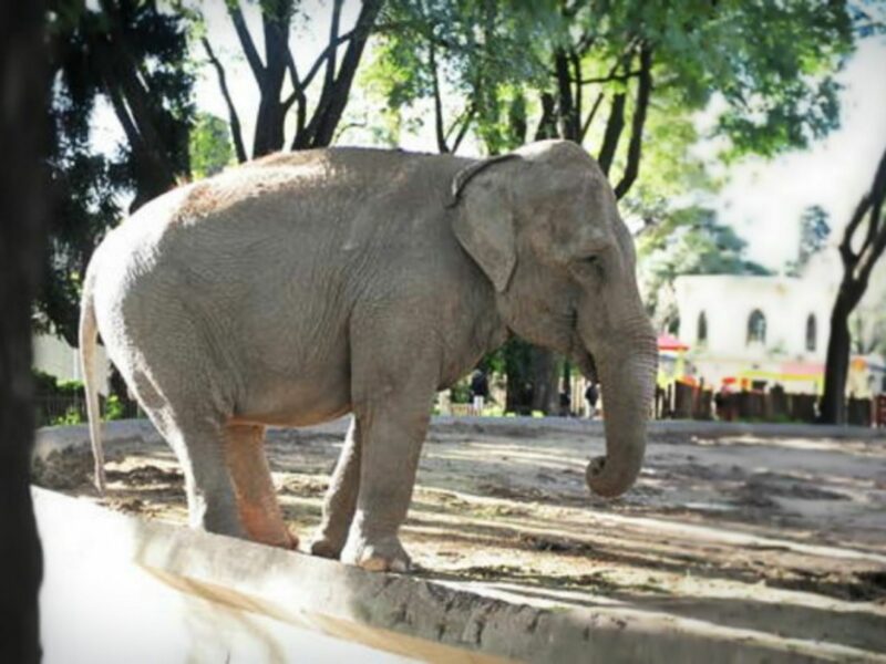 At the Buenos Aires Zoo