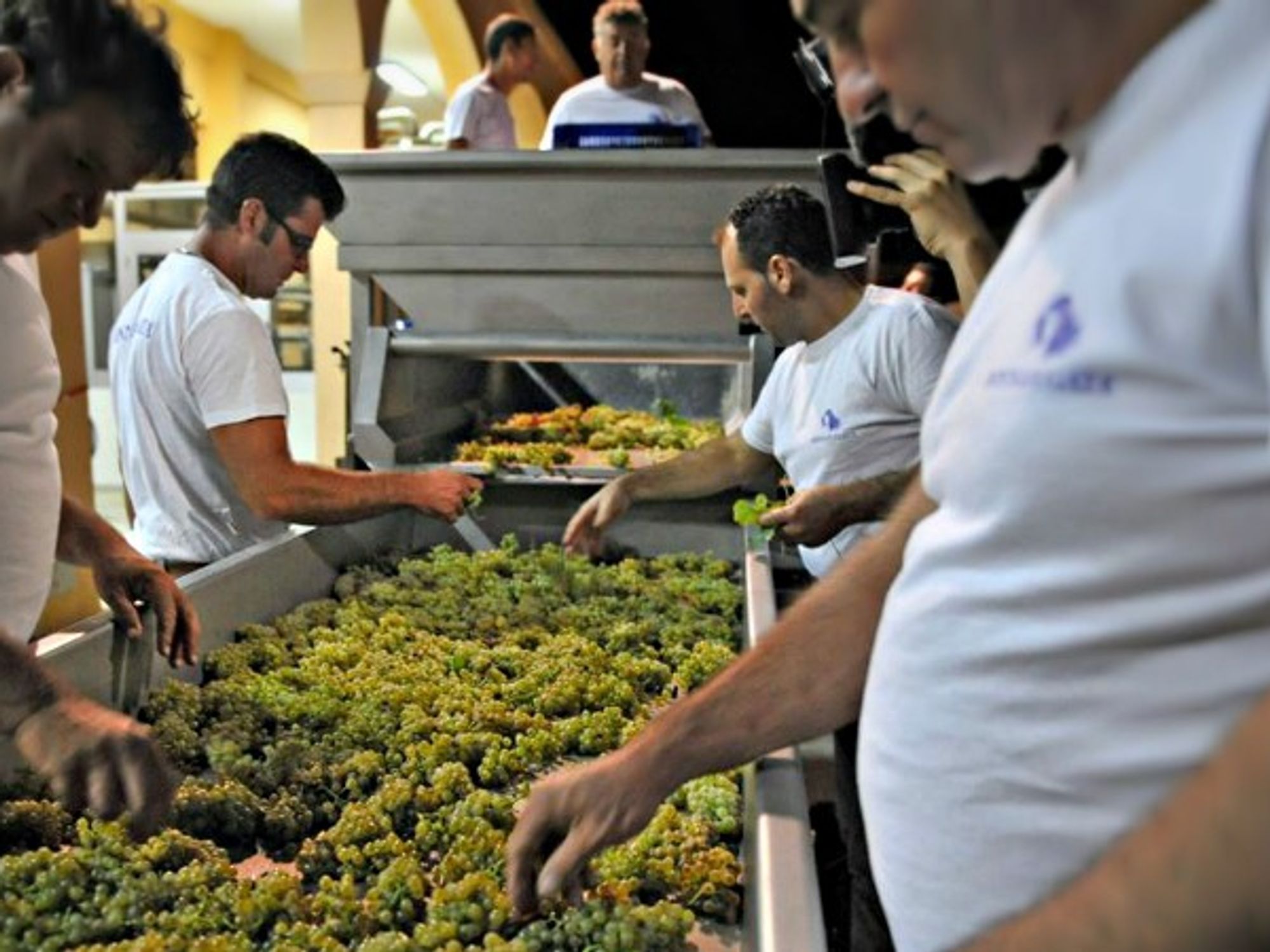 At the Donnafugata vineyard