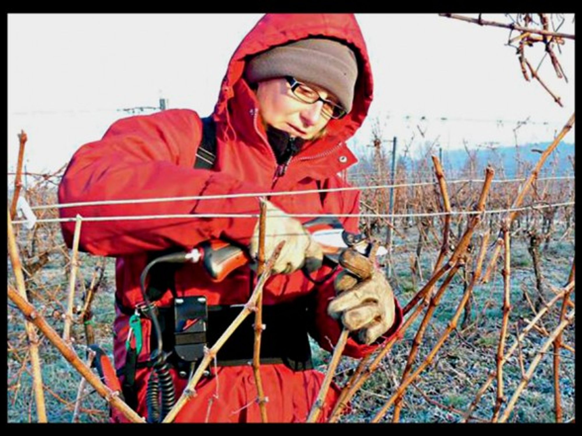At work in a Bordeaux vineyard