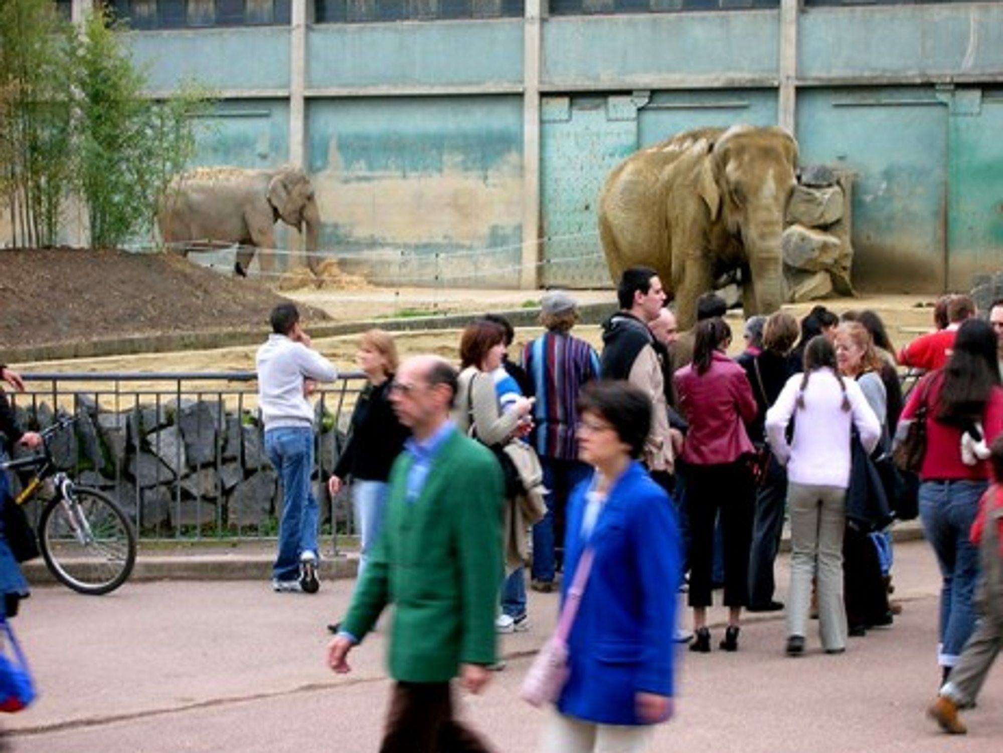 Baby and Nepal in their enclosure in Lyon's Parc de la TÃªte d'Or