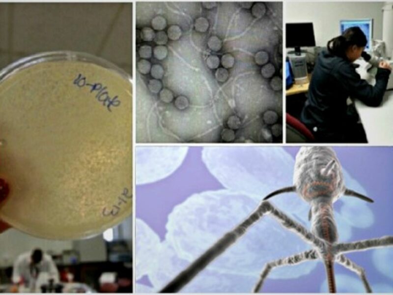 Bacteriophages, the viruses getting viral