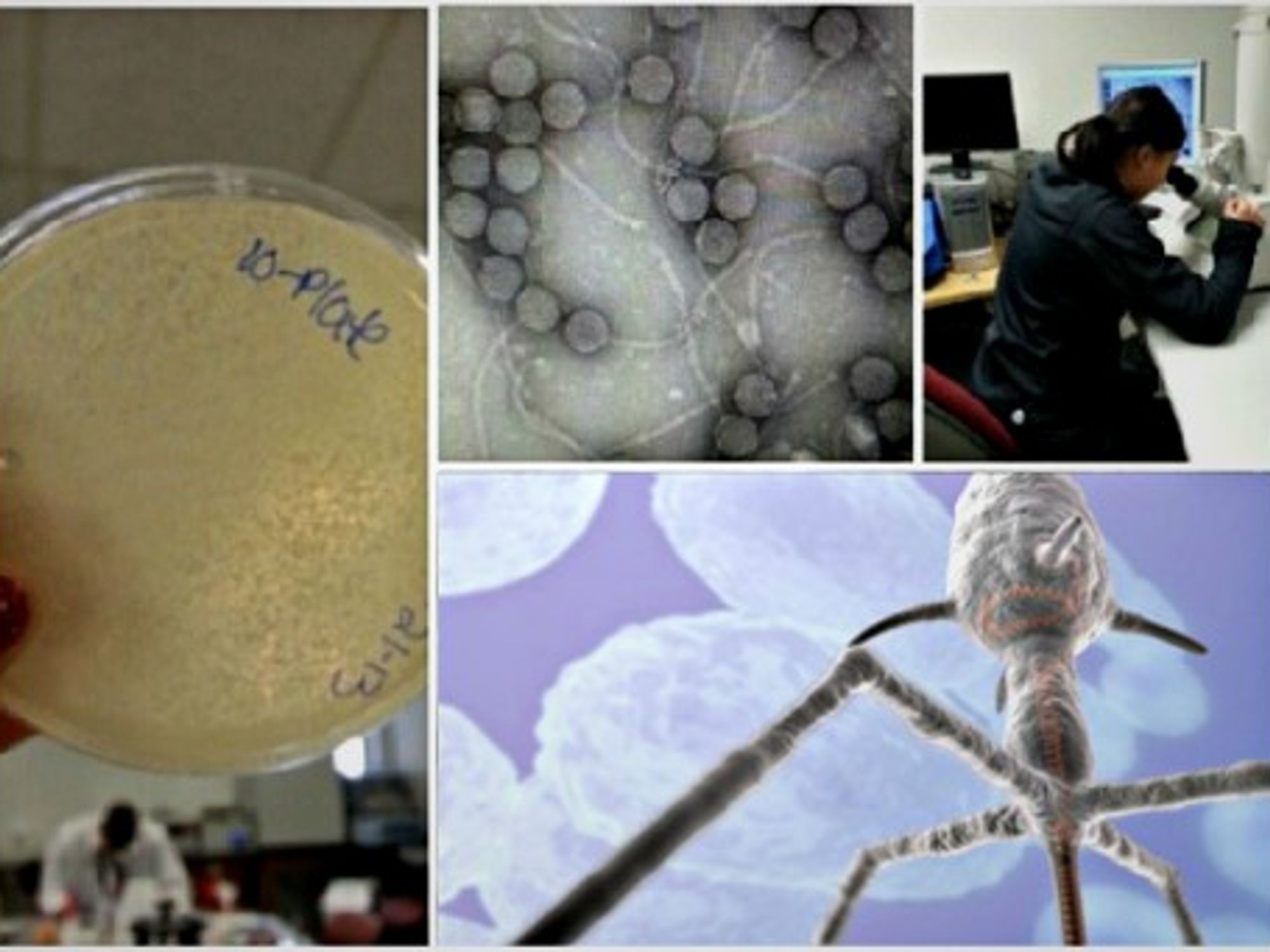 Bacteriophages, the viruses getting viral
