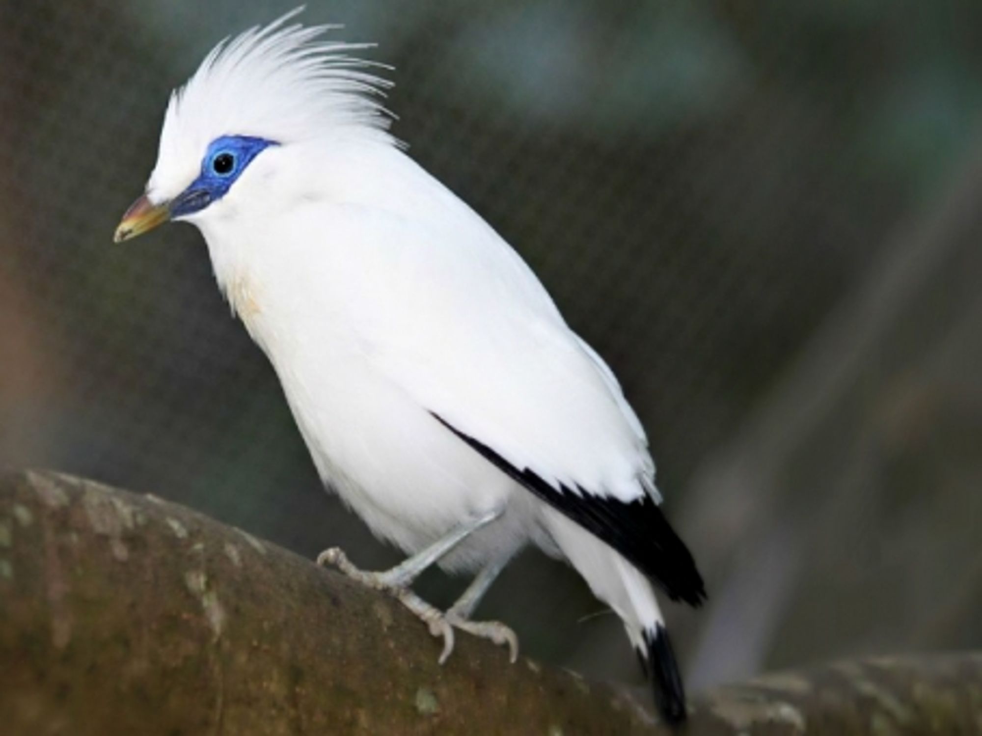 Bali Starling