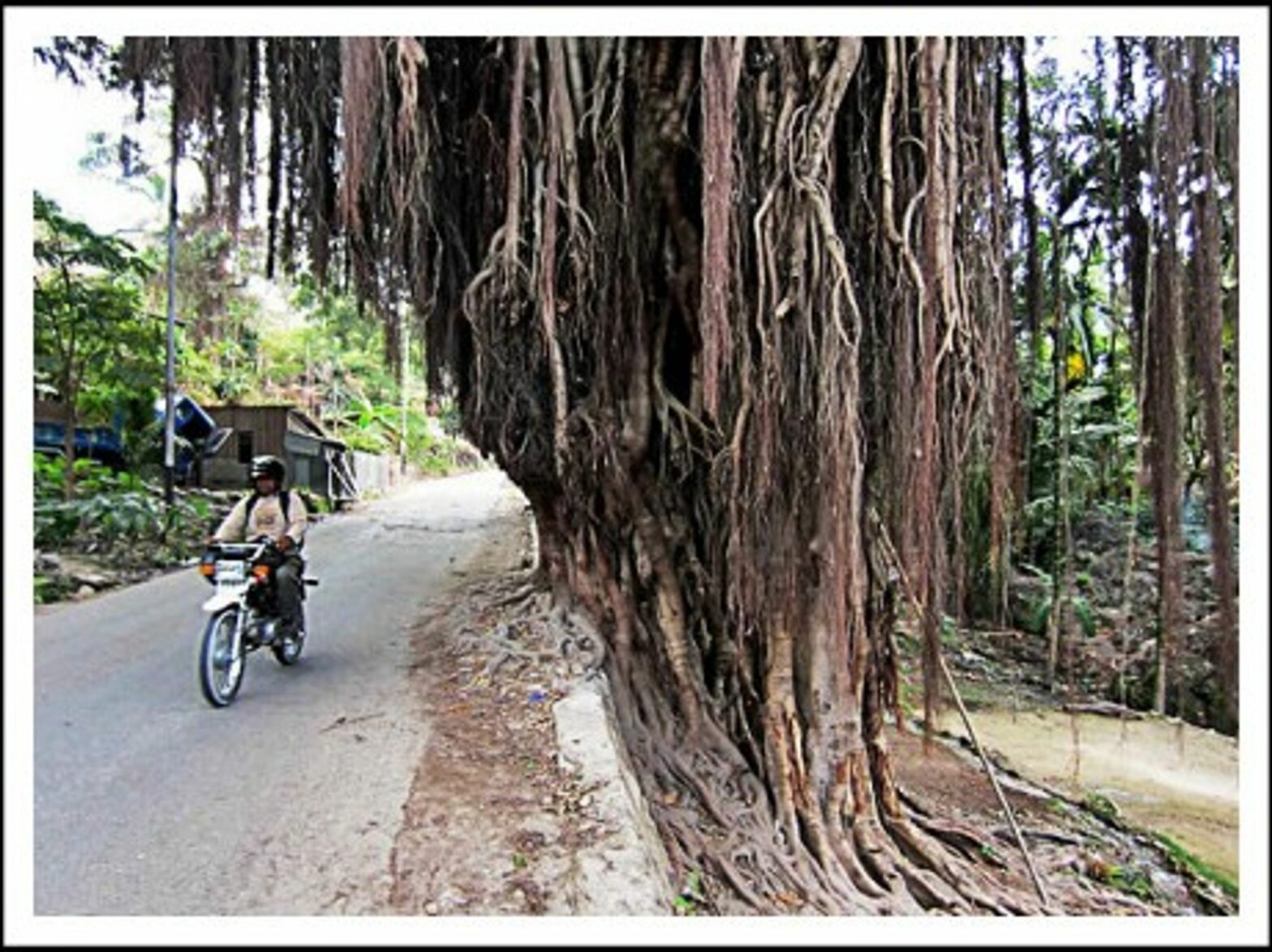 Banyan trees in Baucau