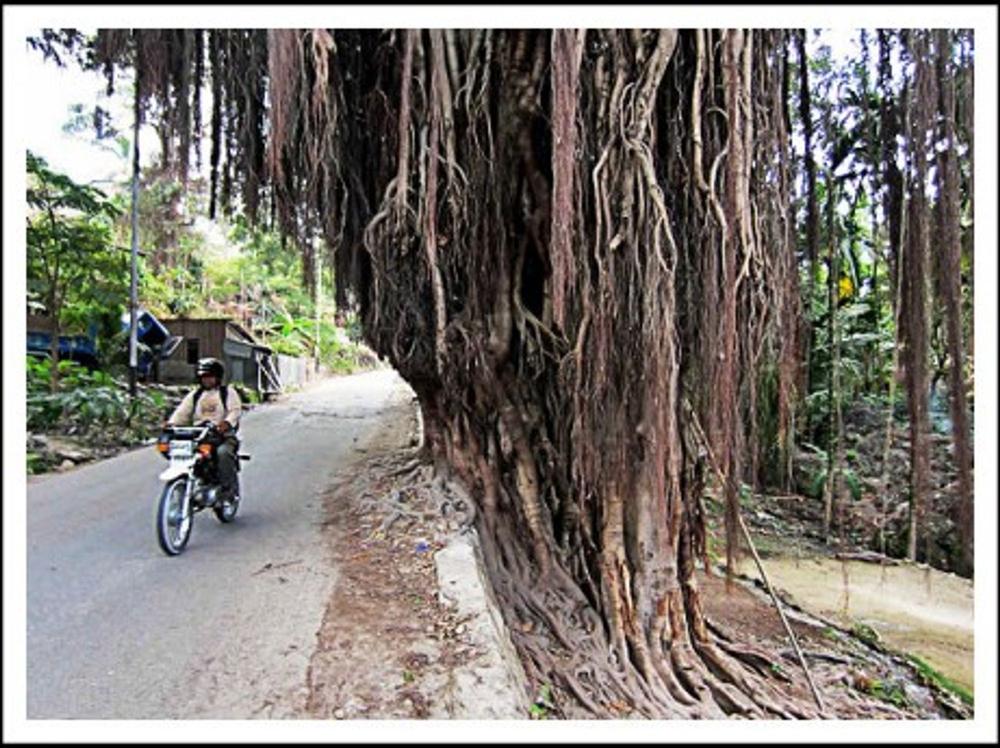 Banyan trees in Baucau
