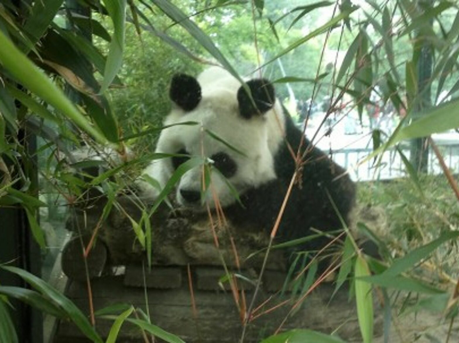 Bao Bao