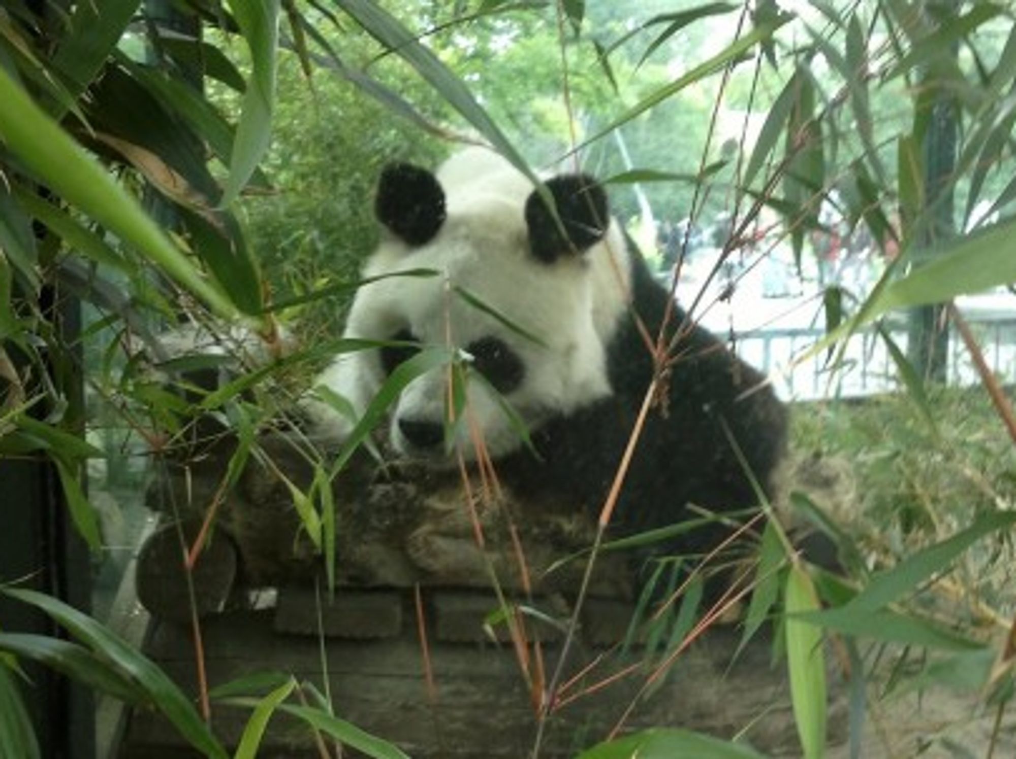 Bao Bao
