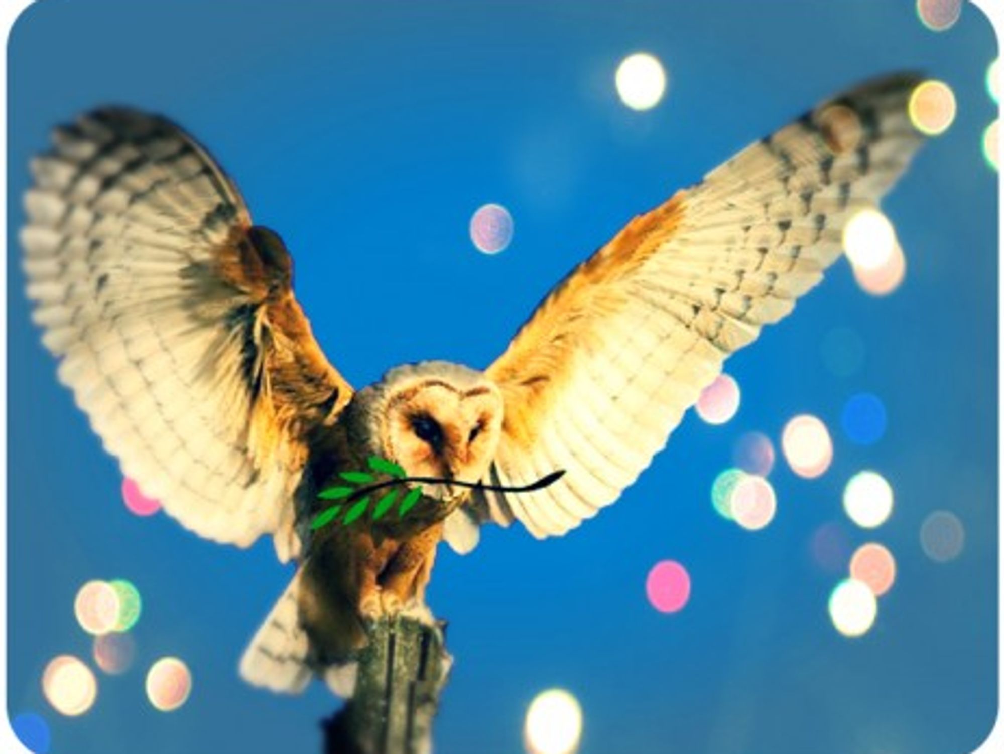 Barn owls for peace
