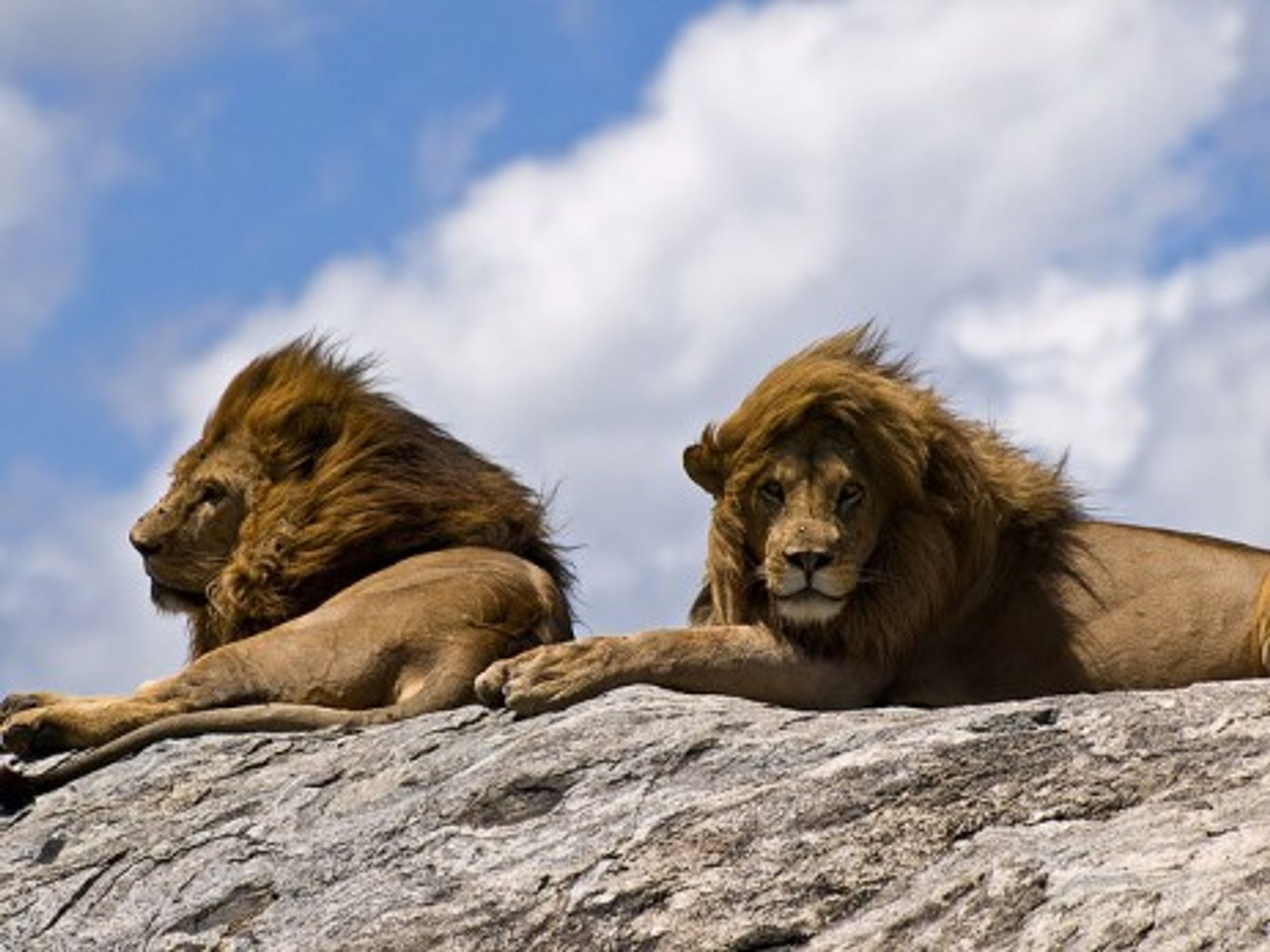 Basking in the sun, Serengeti National Park