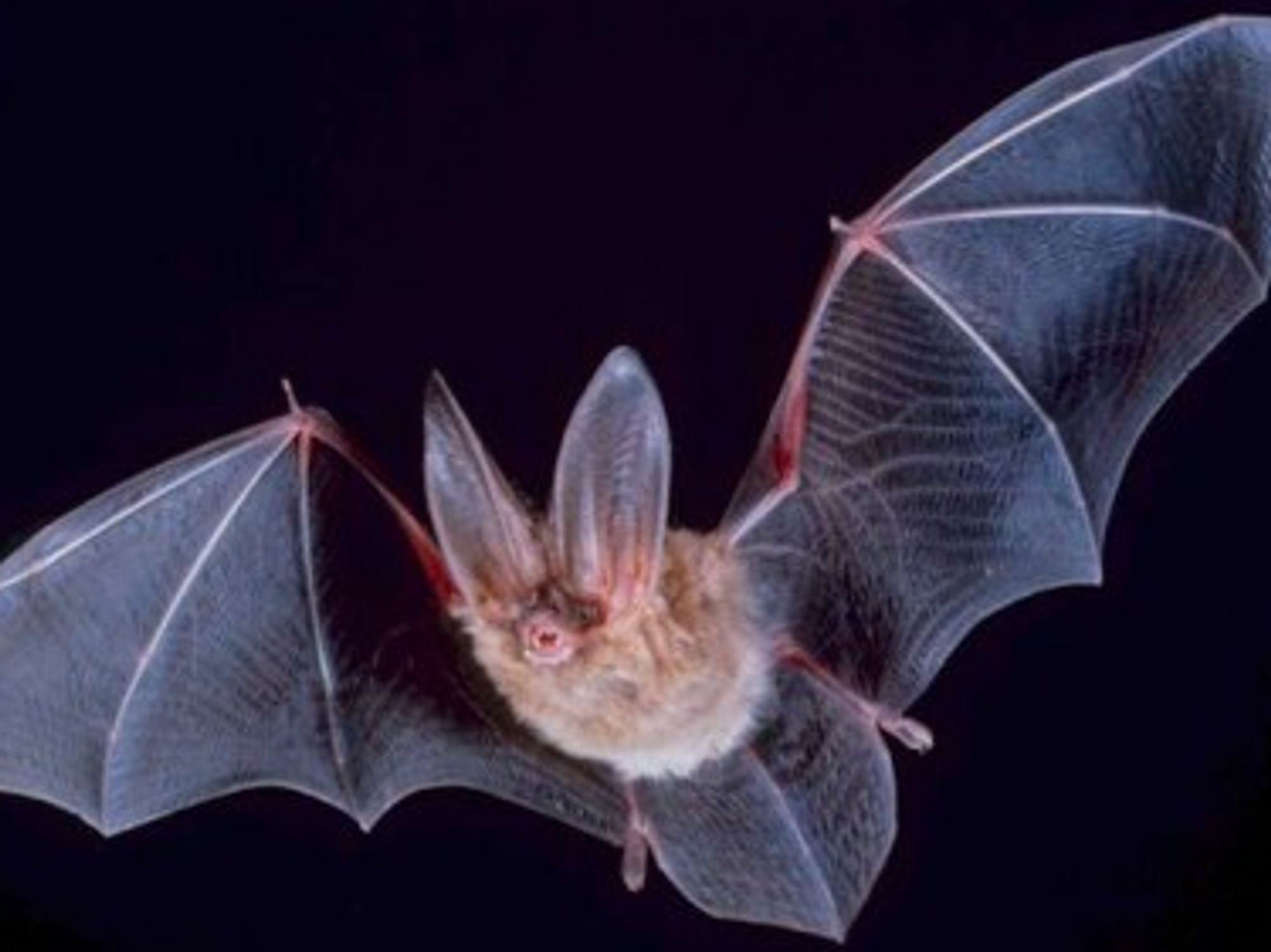 Bats: Small-sized but super smart