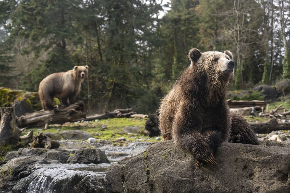 Bears wake from winter slumber