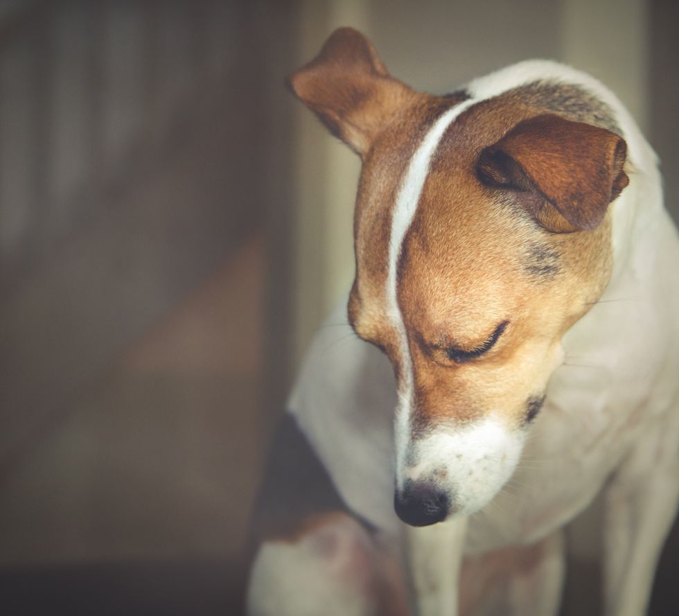 Being attentive to our pets' mental health could improve our own wellbeing.