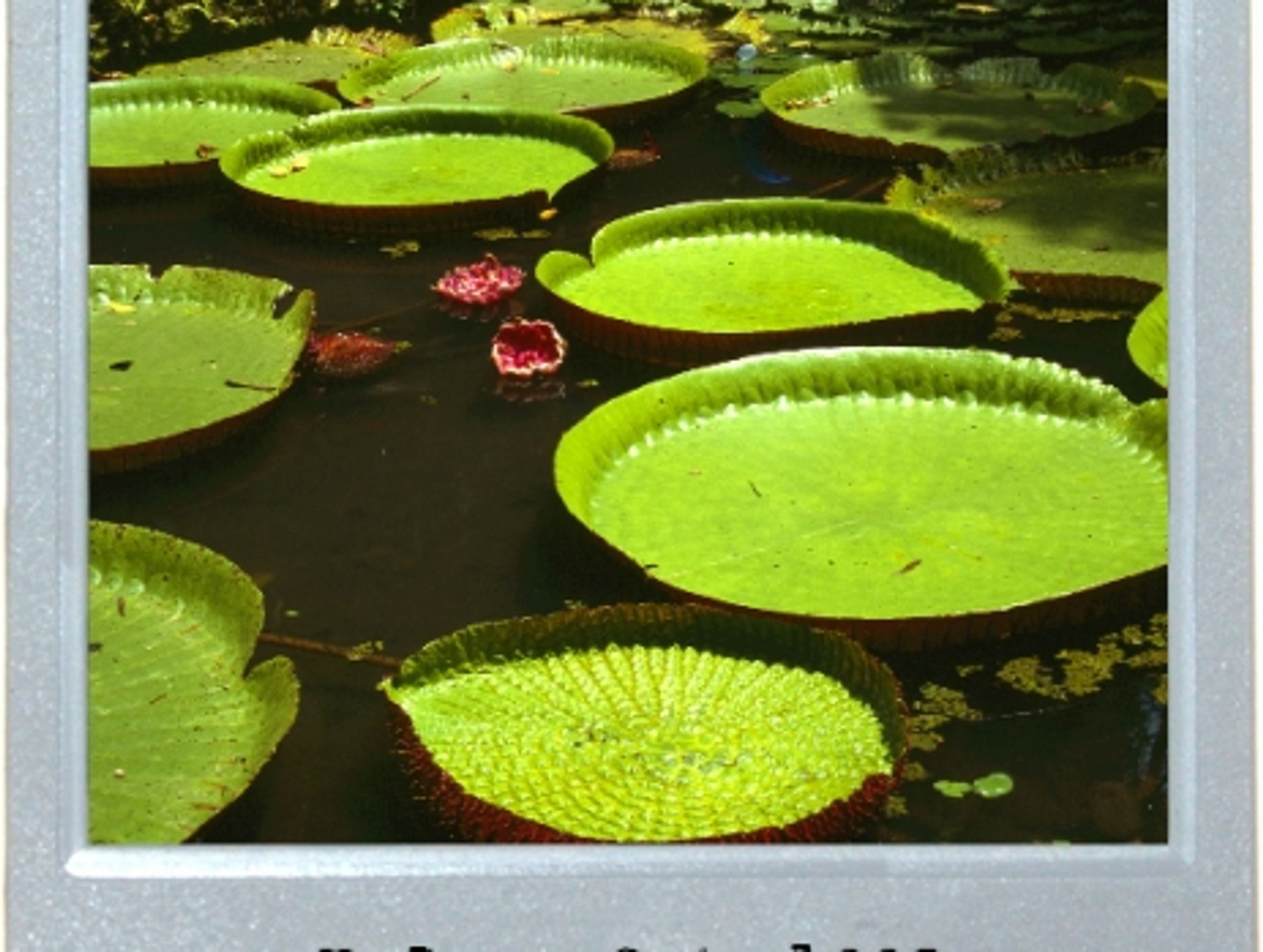 Belem Lilies