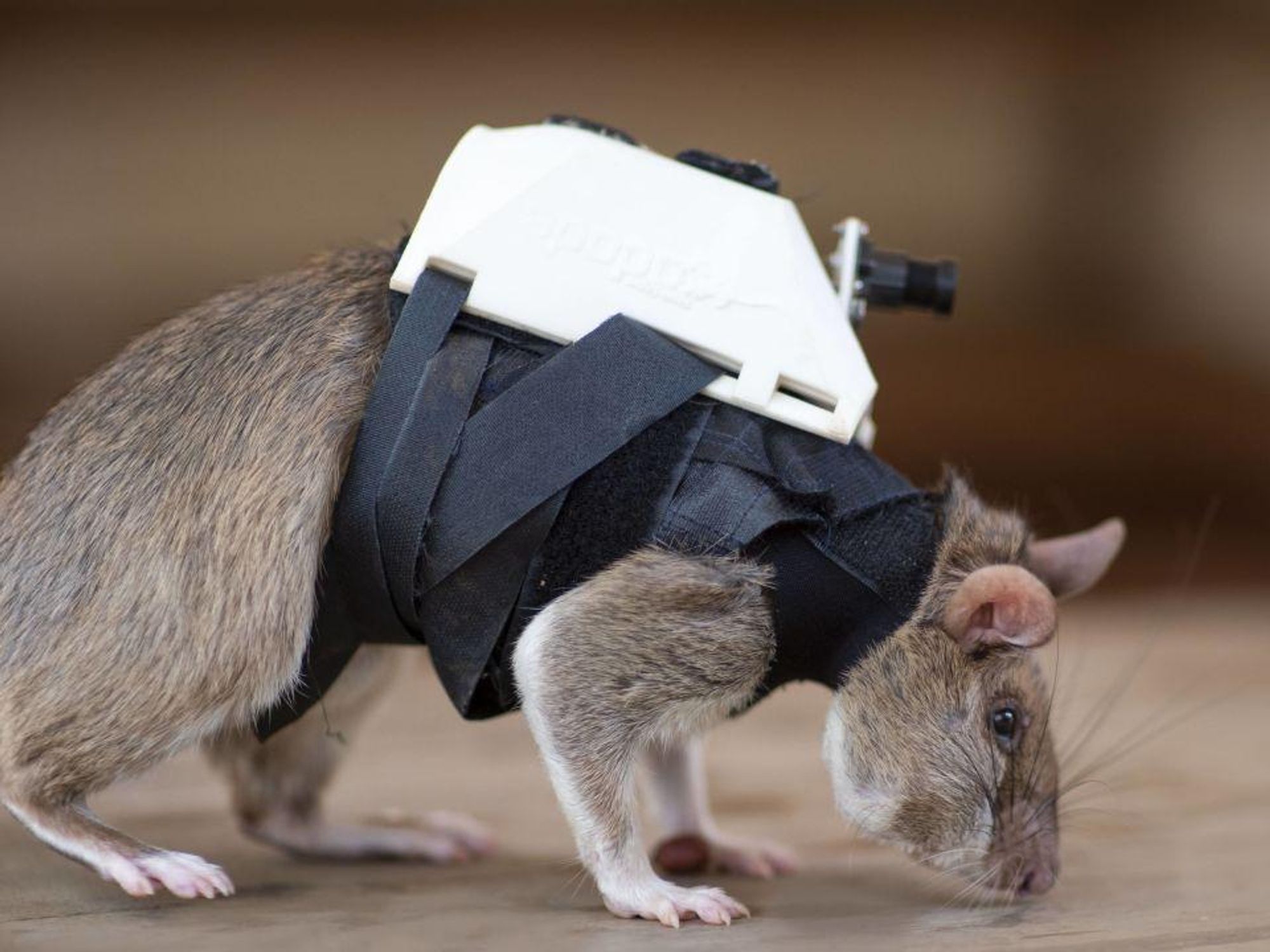 Le Weekend ➡️ Musk’s Bird, Rescue Rats, Soulages Back To Black