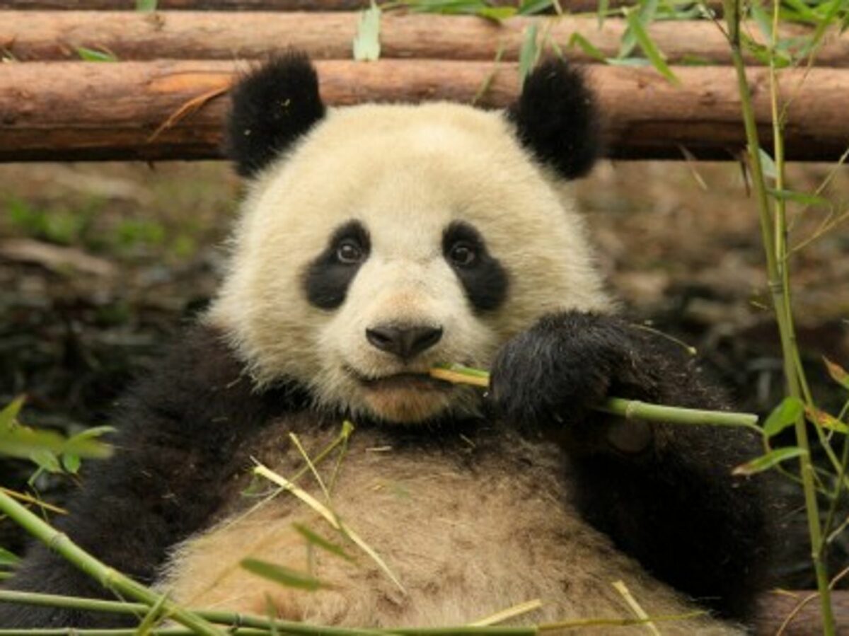 Benefits Cheat: Panda Fakes Pregnancy For More Food