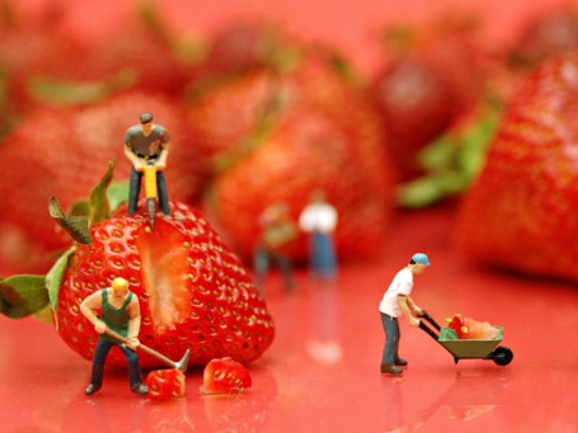 Berry hard work