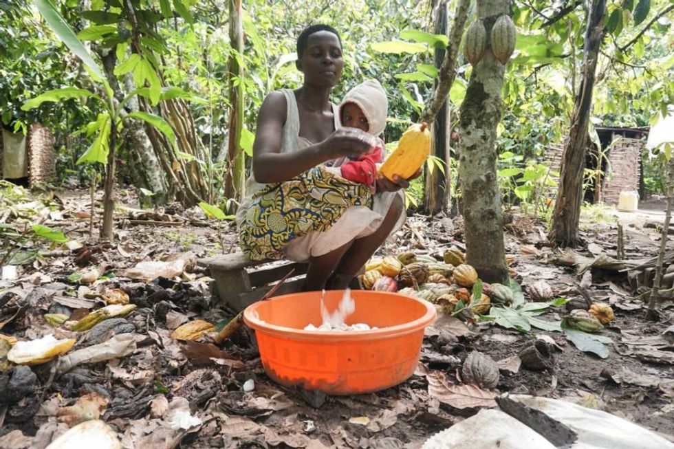 Biira Olivia works on her quarter-acre cocoa plot in Bundikayanja village. Biira relies on middlemen who buy the raw cocoa seeds at a marked-down price. She hopes a government-initiated processing factory will help her earn more from her cocoa.