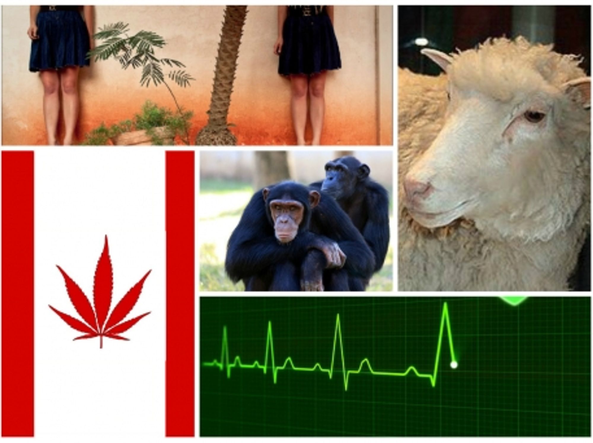 Bioethics international