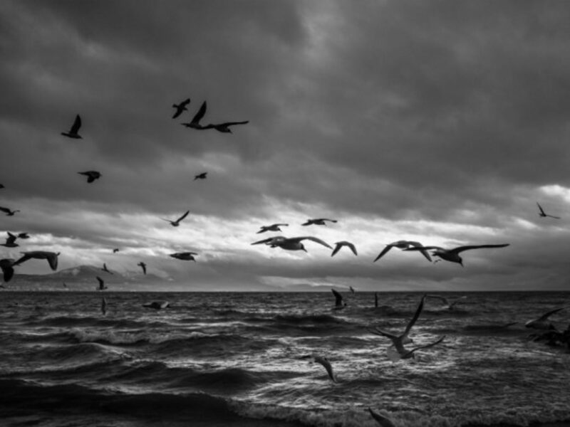 Birds fly in Lausanne in 2017.